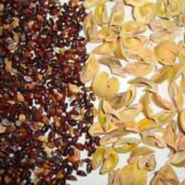 Amla Seeds