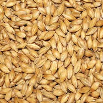 Barley Seeds