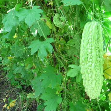 Fresh Momordica Charantia