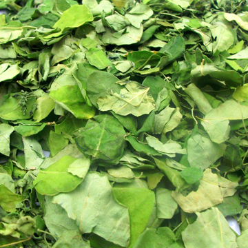 Moringa Dried Leaves