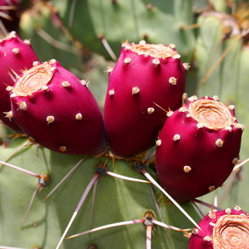 Prickly Pear Fruits