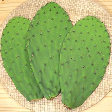 Prickly Pear Leaves