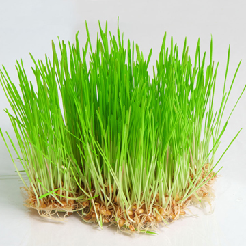 Wheat Grass