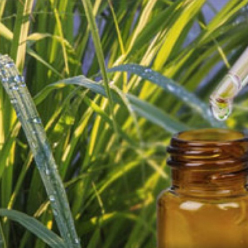 Citronella Oil